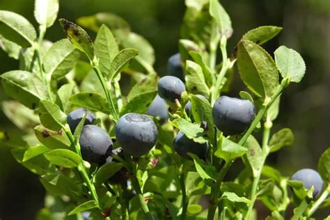 Cultiver Des Myrtilles Guide Complet Pour Une R Colte Abondante