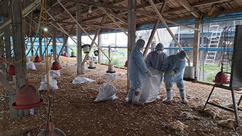 台中、彰化與新竹縣各1禽場 確診h5n1禽流感 新聞 Rti 中央廣播電臺