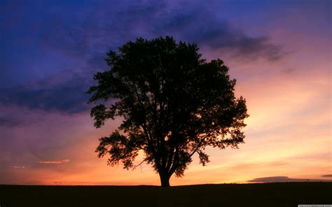 Tree Silhouette Wallpapers - Wallpaper Cave