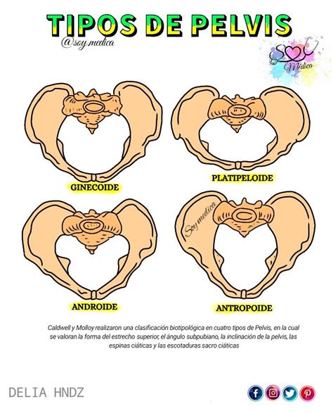 Tipos De Pelvis