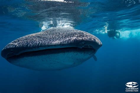 Cancun Whale Shark Encounter