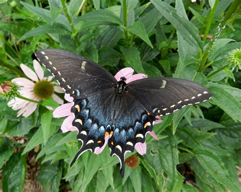 Maryland Butterflies