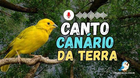 O Canto Do Canário Terra - Melhor Canto do Canário da terra - Ouvir Canto de Pássaro!