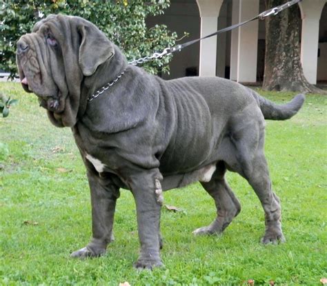 Neapolitan Mastiff - All Big Dog Breeds