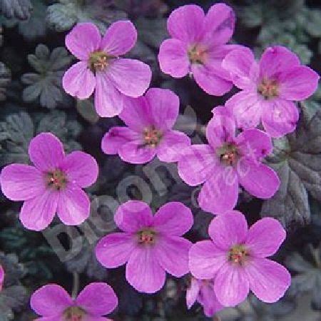 Hardy Geranium Bertie Crug x 3 plugs With a naturally spreading habit ...