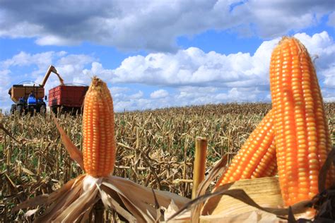 Desmatamento está afetando a produção de milho no Cerrado Notícias