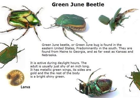 June Bug Identification And Control June Bug Beautiful Bugs Bugs