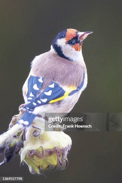 A Goldfinch Sits On A Sunflower In Berlin Germany On October 17