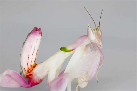 It's An Orchid. It's a Mantis. It's Incredible — and Deadly. - Towleroad Gay News