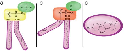 General Structure Of A Glycerophospholipids B Sphingolipids And