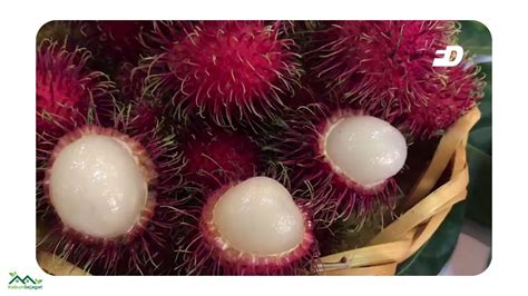 Top Jenis Rambutan Di Malaysia Paling Popular Kebun Sejagat