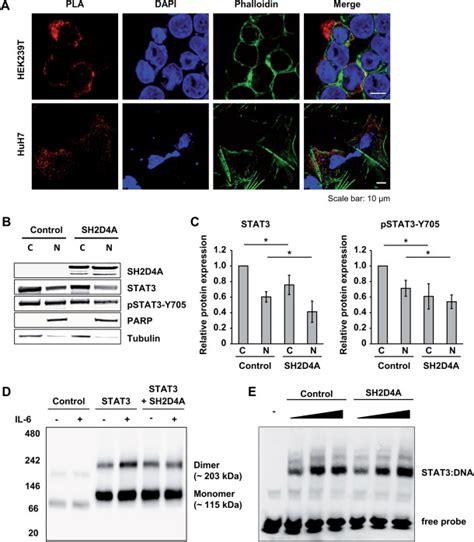 SH2D4A Leads To The Retention Of STAT3 In The Cytoplasm And Blocks