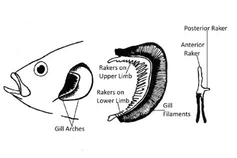 Fish Gill: Types, Structure And Function - Fish Article