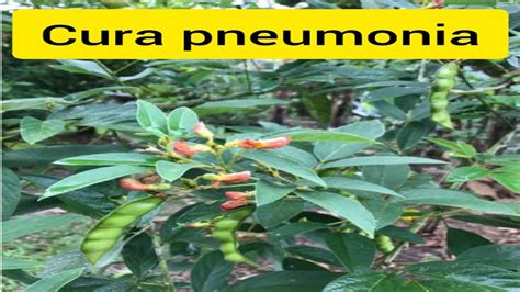 RECEITA CASEIRA PODEROSA PARA CURAR PNEUMONIA LIMPEZA DOS PULMÕES ESSA