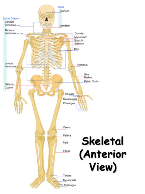 Human Skeletal System Anatomy With Detailed Labels Anterior View Stock