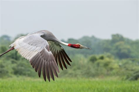 Sarus Crane The Tallest Of Flying Birds Iucn Status This Flickr