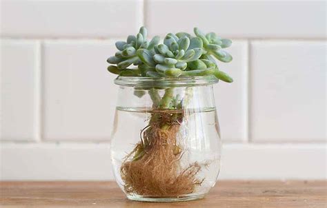 Water Therapy for Succulents - Sublime Succulents