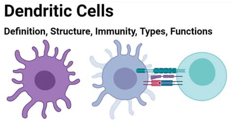 Dendritic Cells- Definition, Structure, Immunity, Types, Functions