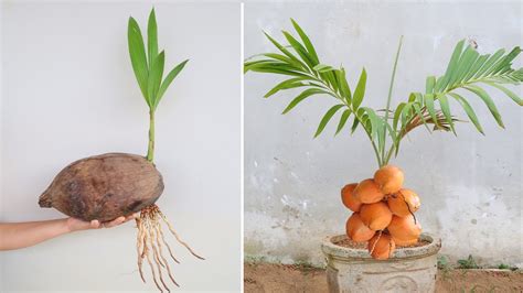 How To Grow Coconut Tree At Home Is Surprisingly Simple Youtube