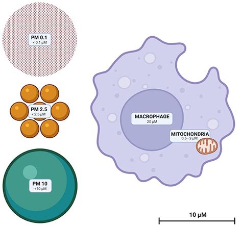 Frontiers The Physiological Effects Of Air Pollution Particulate