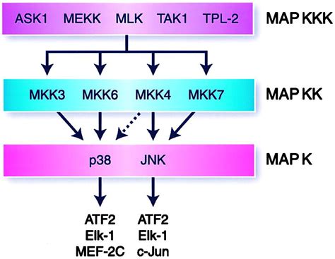 Signal Transduction By The Jnk Group Of Map Kinases Cell