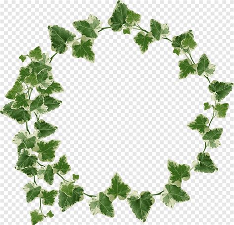 Green Vine Plant Png Pngegg