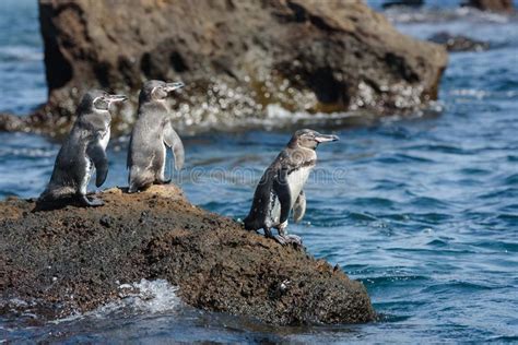 Grupo De Pingüinos De Las Islas Galápagos En Una Roca En Santiago