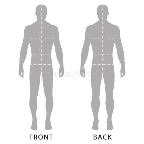 Images Of A Human Body Front And Back What Are Muscles What Do