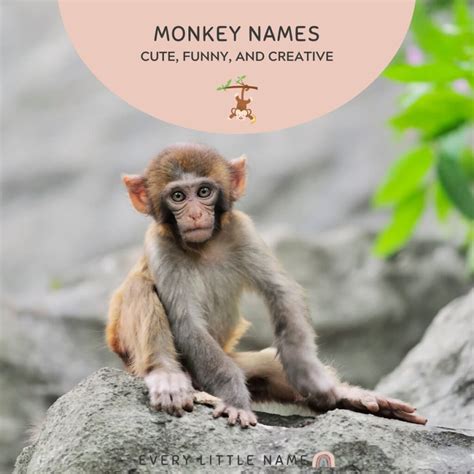 170+ Best Monkey Names (Cute, Funny, and Creative) - Every Little Name