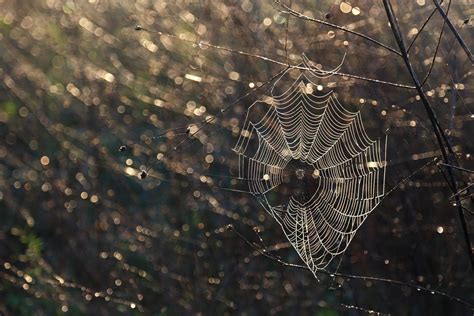 Spider Web And Due At Sunrise Smithsonian Photo Contest Smithsonian