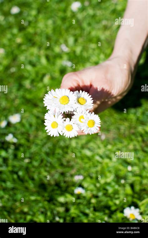 Hand Picking Flowers Sweden Stock Photo - Alamy