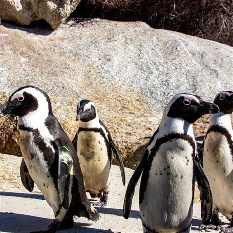 Boulders Beach Penguin Sanctuary Cape Town South Africa Atlas Obscura