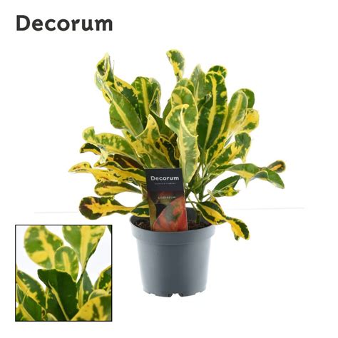 Codiaeum Variegatum Mammi Yellow Plant Wholesale Floraccess