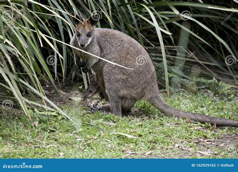 This Is A Side View Of A Swamp Wallaby With Her Joey In The Pouch Stock