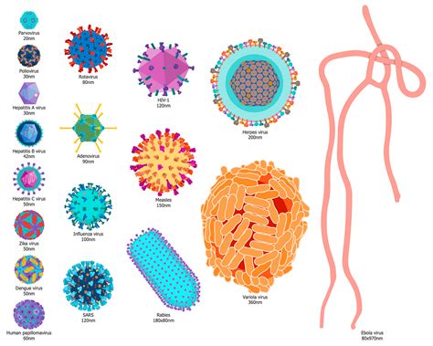 How To Create Medical Virology Infographics By Conceptdraw Medium