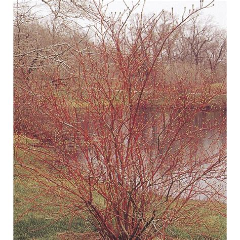 Shop 363 Gallon White Red Twig Dogwood Accent Shrub L5979 At