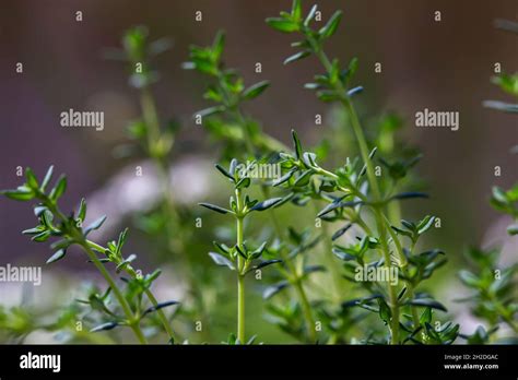 Thyme Plants Hi Res Stock Photography And Images Alamy