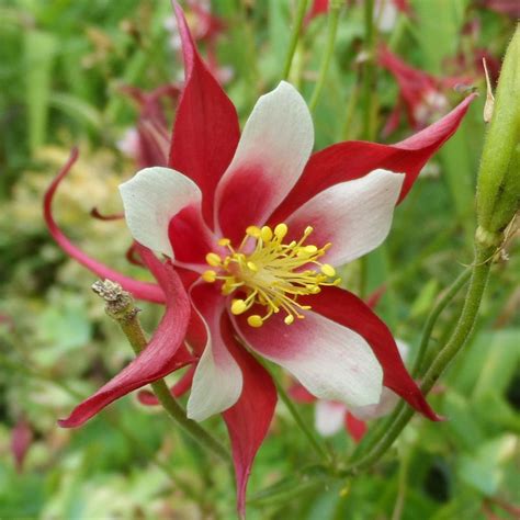 Songbird Cardinal Aquilegia Plants For Sale Columbine Growjoy