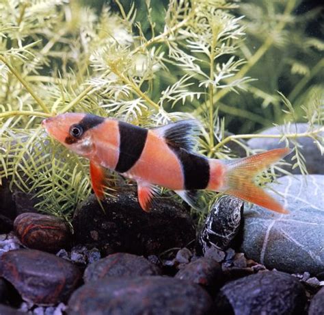 Loach | fish | Britannica