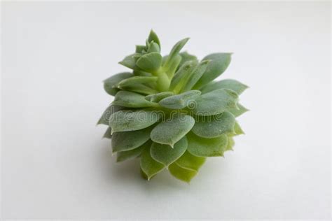 Green Succulent Rosette On Light Gray Background Close Up Side View