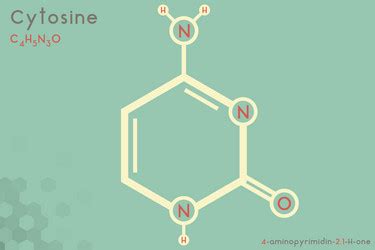 Cytosine Formula Chemical Vector Images (54)