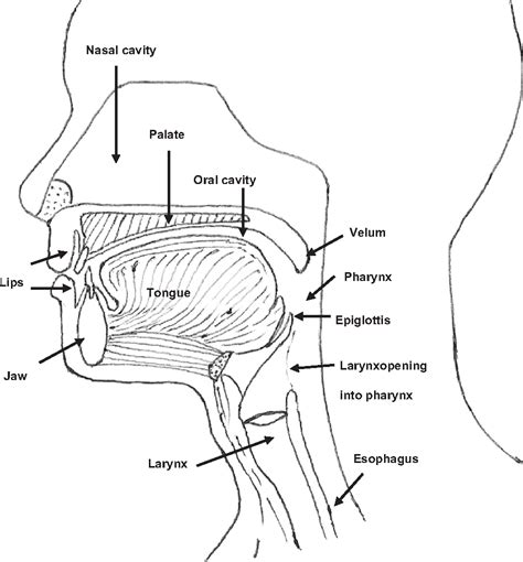 Bolus of ingested food | Semantic Scholar