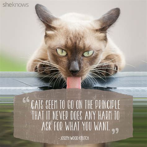 50 Cat Quotes That Only Feline Lovers Would Understand Inspirational