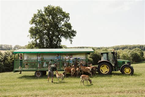 Deer — Bucklebury Farm Park