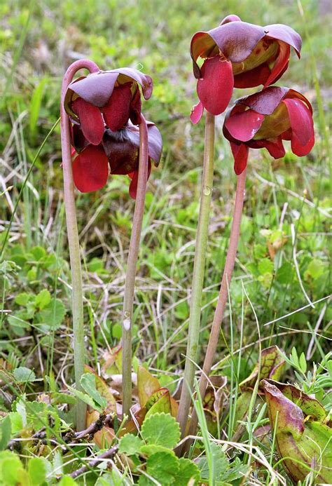 Pitcher Plant Flower