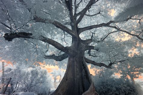 Foto De Kapok Tree At Flagler Museum Palm Beach Florida Do Stock Adobe Stock