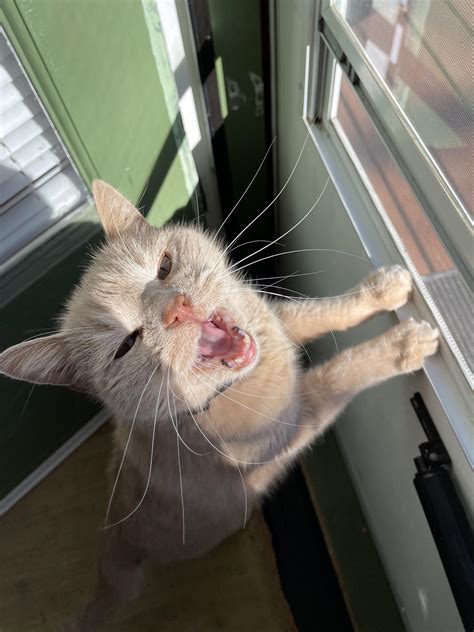 Heartless Person Keeps Suffering Cat Trapped Indoors R Catswhoyell