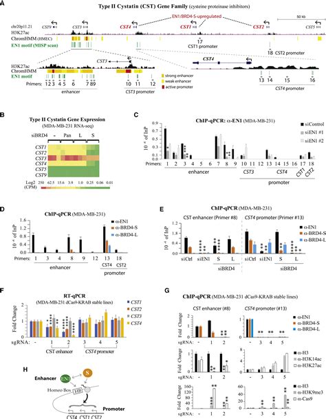 Opposing Functions Of BRD4 Isoforms In Breast Cancer Molecular Cell