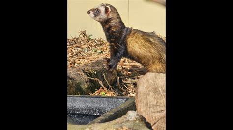 Polecat Enclosure Youtube