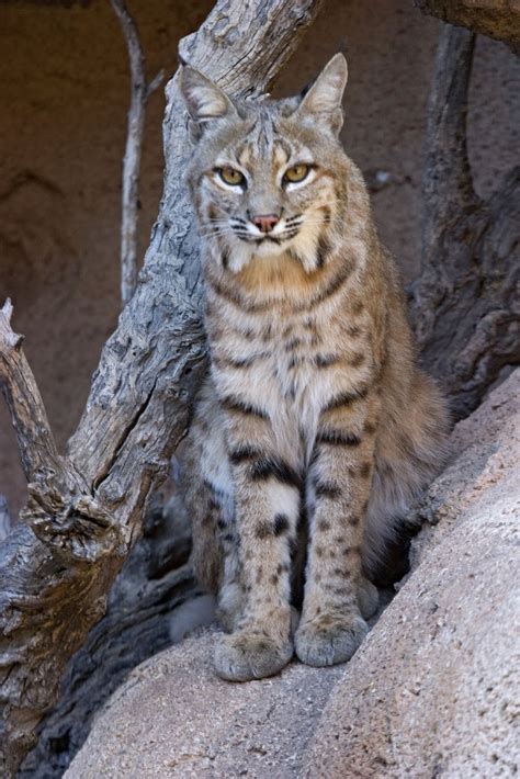 Bobcat Wallpapers Wallpapersafari